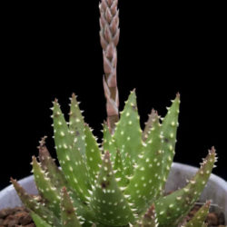 Aloe 'Crosby's Prolific'