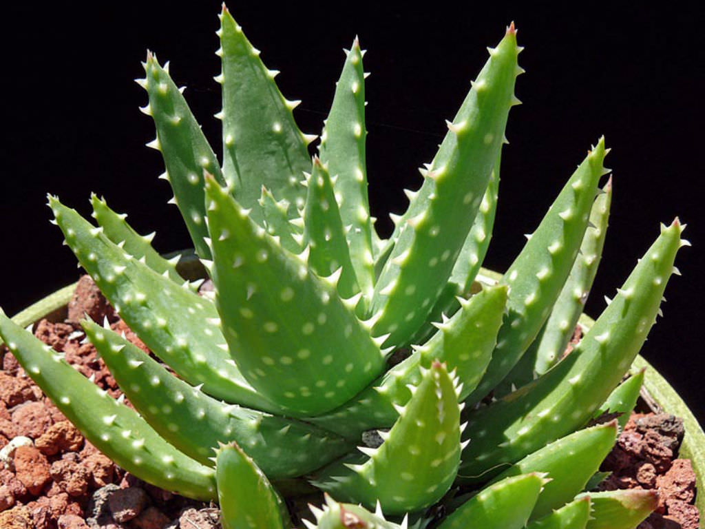 Aloe Crosbys Prolific World Of Succulents 7541