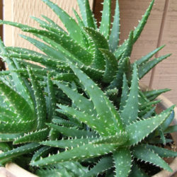 Aloe 'Crosby's Prolific'