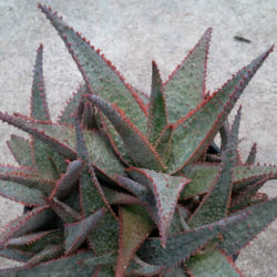 Aloe 'Bright Star' aka Aloe 'Donnie'