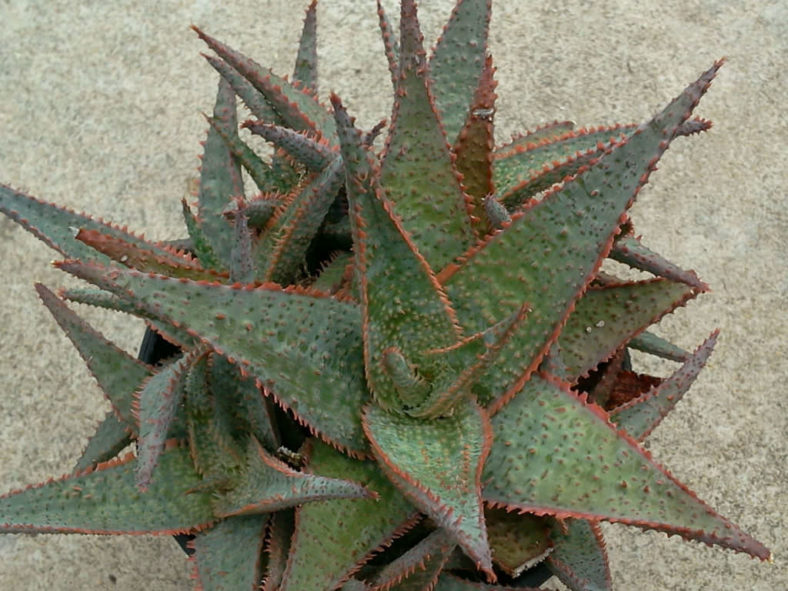 Aloe 'Bright Star' aka Aloe 'Donnie'