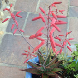 Aloe 'Bright Star' aka Aloe 'Donnie'