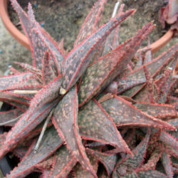 Aloe 'Bright Star' aka Aloe 'Donnie'