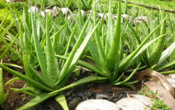 Potting Soil for Aloe Vera Aloe vera (Medicinal Aloe)
