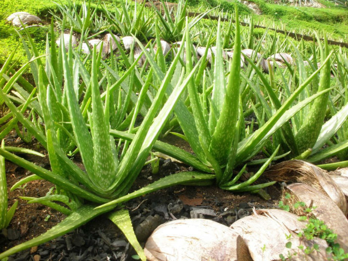 Potting Soil for Aloe Vera
