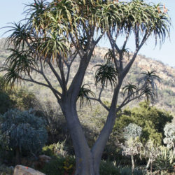 Aloidendron barberae (Giant Tree Aloe) aka Aloe barberae