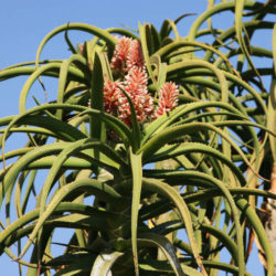 Aloidendron barberae (Giant Tree Aloe) aka Aloe barberae