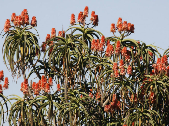 Aloidendron barberae (Giant Tree Aloe) aka Aloe barberae