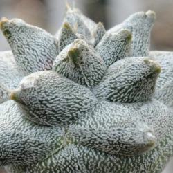 Astrophytum coahuilense 'Hakuran'