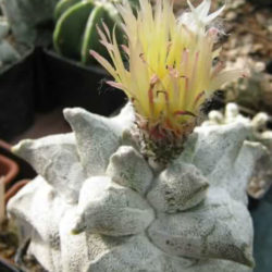 Astrophytum coahuilense 'Hakuran'