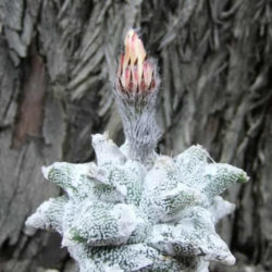Astrophytum coahuilense 'Hakuran'