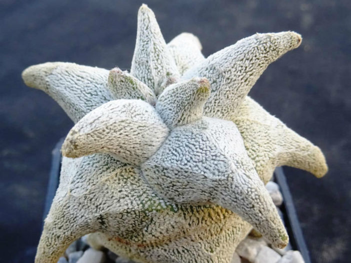 Astrophytum coahuilense 'Hakuran'