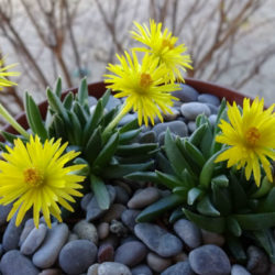 Bergeranthus vespertinus