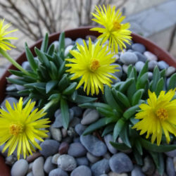 Bergeranthus vespertinus