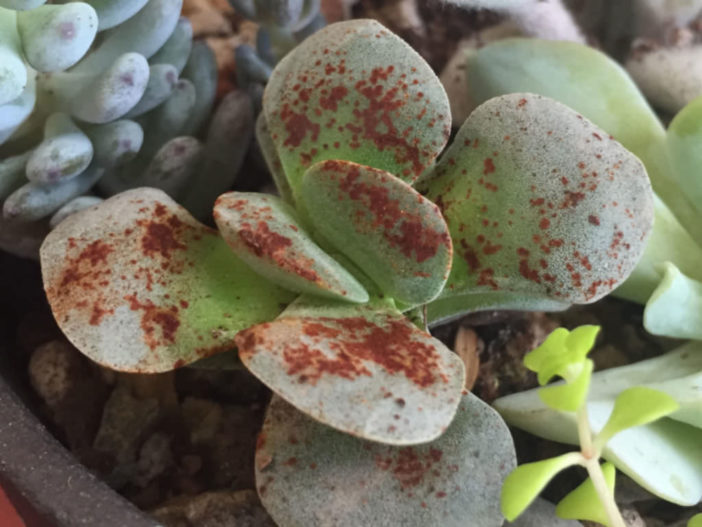 Brown Spots on Succulents