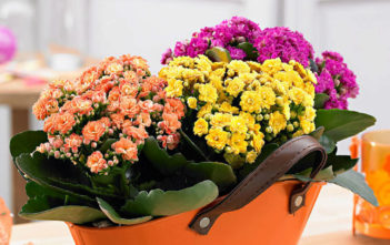 How to Grow and Care for Calandiva Calandiva