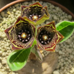 Ceropegia buchananii (Brachystelma buchananii)