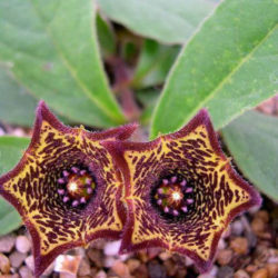 Ceropegia buchananii (Brachystelma buchananii)