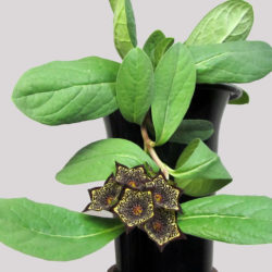 Ceropegia buchananii (Brachystelma buchananii)