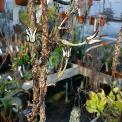 Ceropegia stapeliiformis (Snake Creeper)