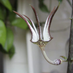 Ceropegia stapeliiformis (Snake Creeper)
