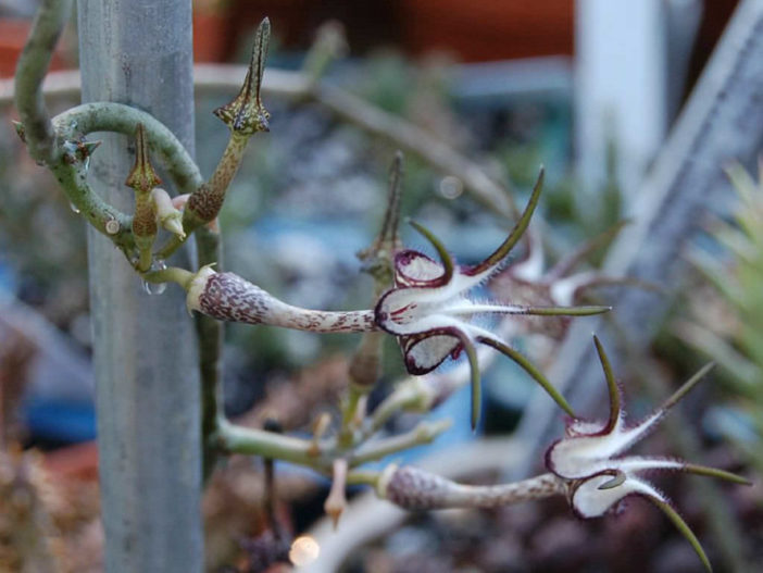 Ceropegia stapeliiformis (Snake Creeper)