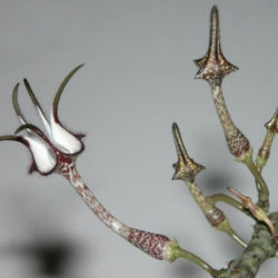 Ceropegia stapeliiformis (Snake Creeper)