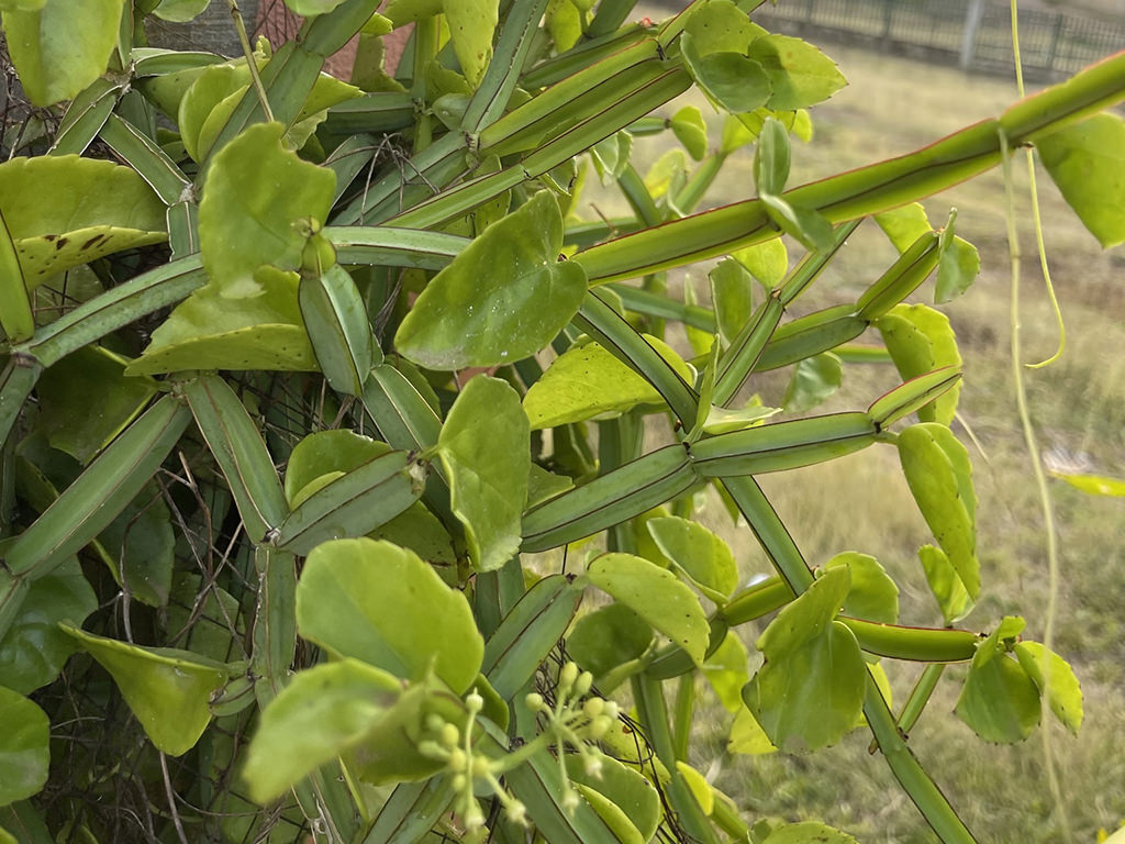 Cissus quadrangularis (Veldt Grape) - World of Succulents