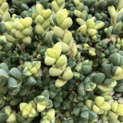Corpuscularia lehmannii 'Variegata' (Ice Plant)