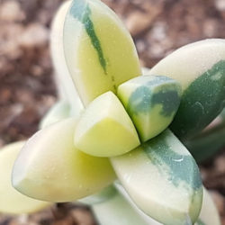 Corpuscularia lehmannii 'Variegata' (Ice Plant)