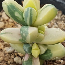 Corpuscularia lehmannii 'Variegata' (Ice Plant)