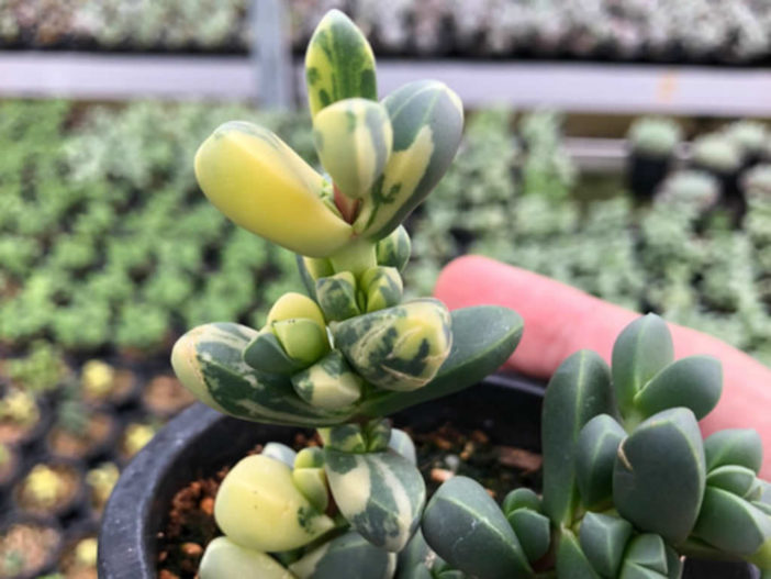 Corpuscularia lehmannii 'Variegata' (Ice Plant)