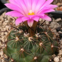 Coryphantha ramillosa (Bunched Cory Cactus)