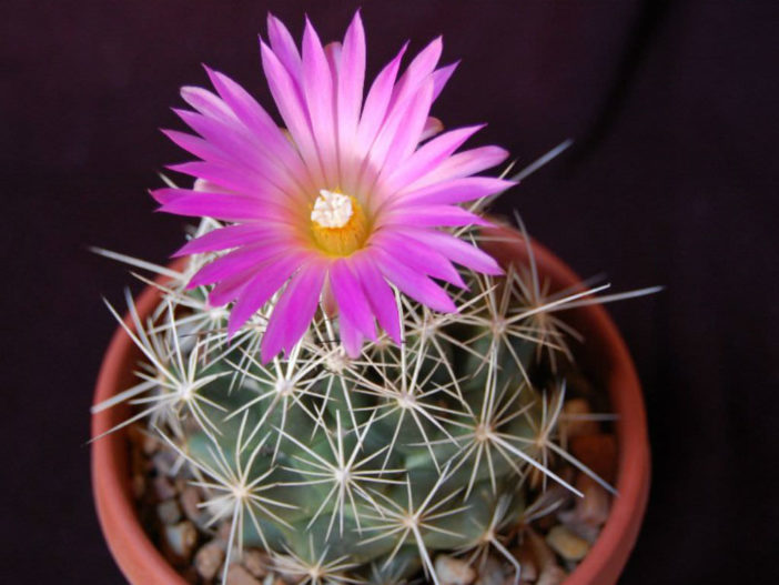 Coryphantha ramillosa (Bunched Cory Cactus)