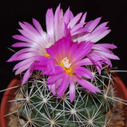 Coryphantha ramillosa (Bunched Cory Cactus)