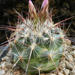 Coryphantha ramillosa (Bunched Cory Cactus) - World of Succulents