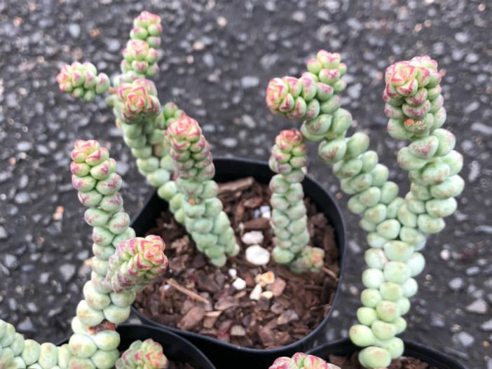 Crassula Baby Necklace Plant: A Beautiful and Low-Maintenance Succulent |  Hanging succulents, Succulents, Cacti and succulents