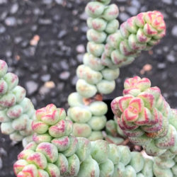 Crassula 'Baby's Surprise' - World of Succulents