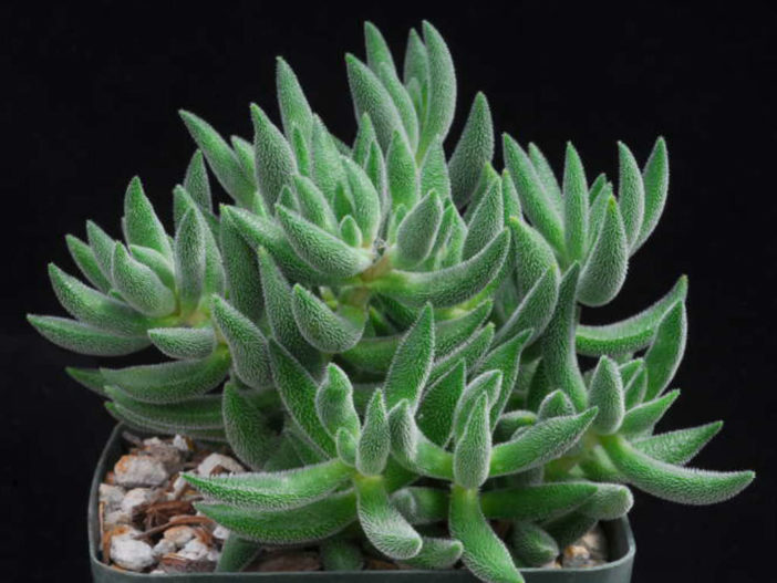 Crassula 'Surprise Party'