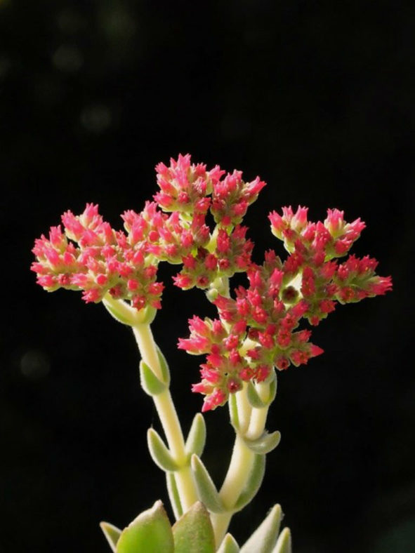 Crassula 'Surprise Party'