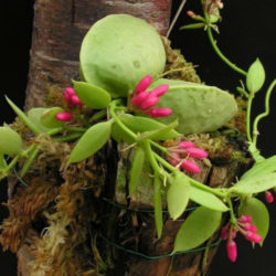 Dischidia vidalii (Kangaroo Pocket)