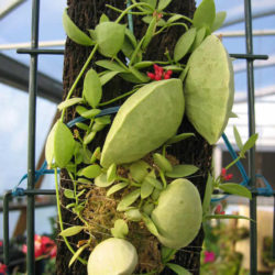 Dischidia vidalii (Kangaroo Pocket)