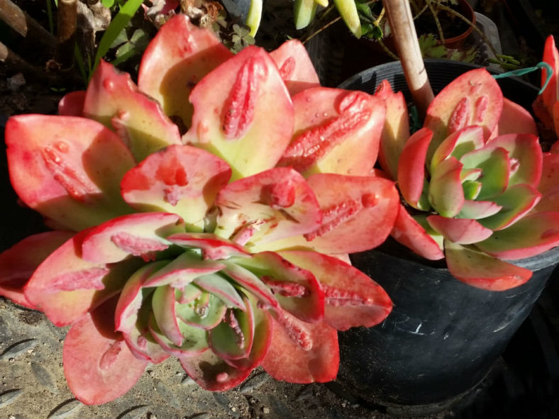 Echeveria 'Baron Bold'