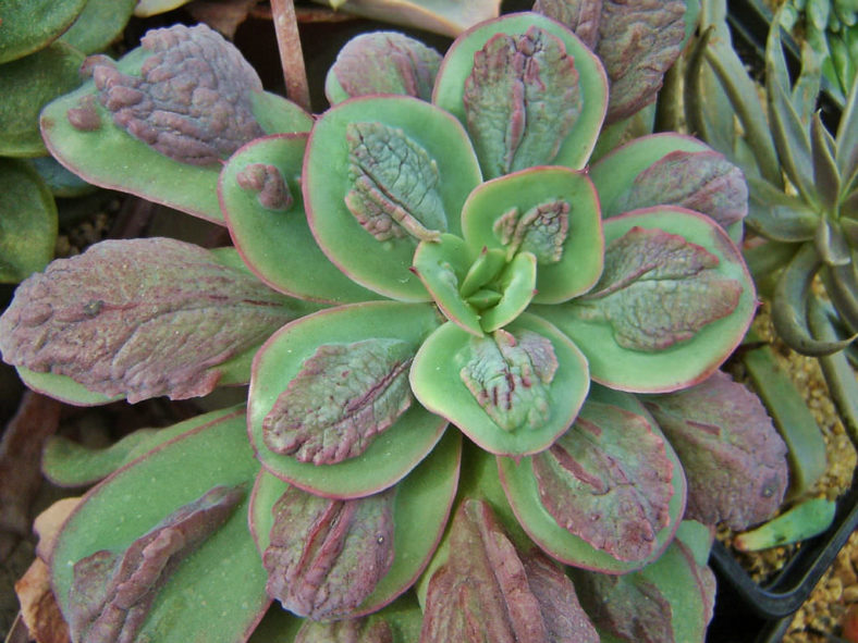 Echeveria 'Baron Bold'