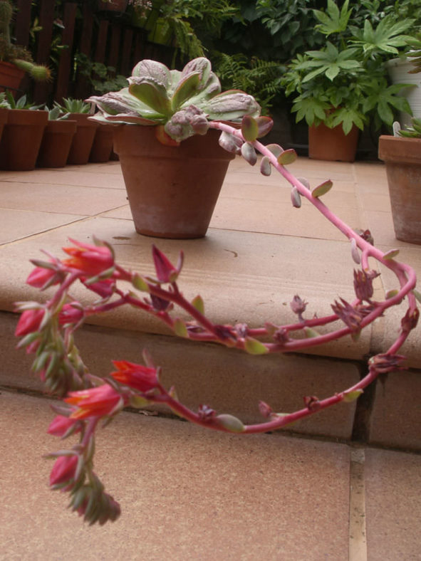 Echeveria 'Baron Bold'