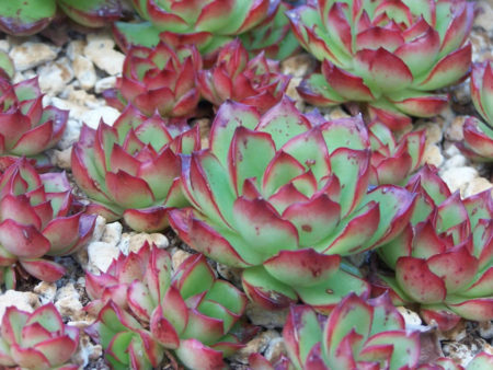 Echeveria 'Christmas' - World of Succulents