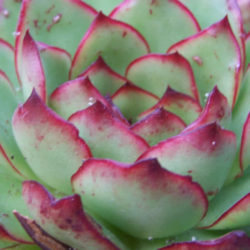 Echeveria 'Christmas'