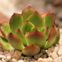 Echeveria 'Christmas'