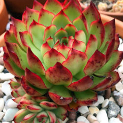 Echeveria 'Christmas'