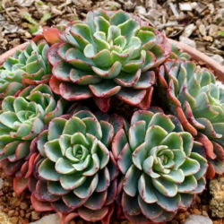Echeveria 'Lara'